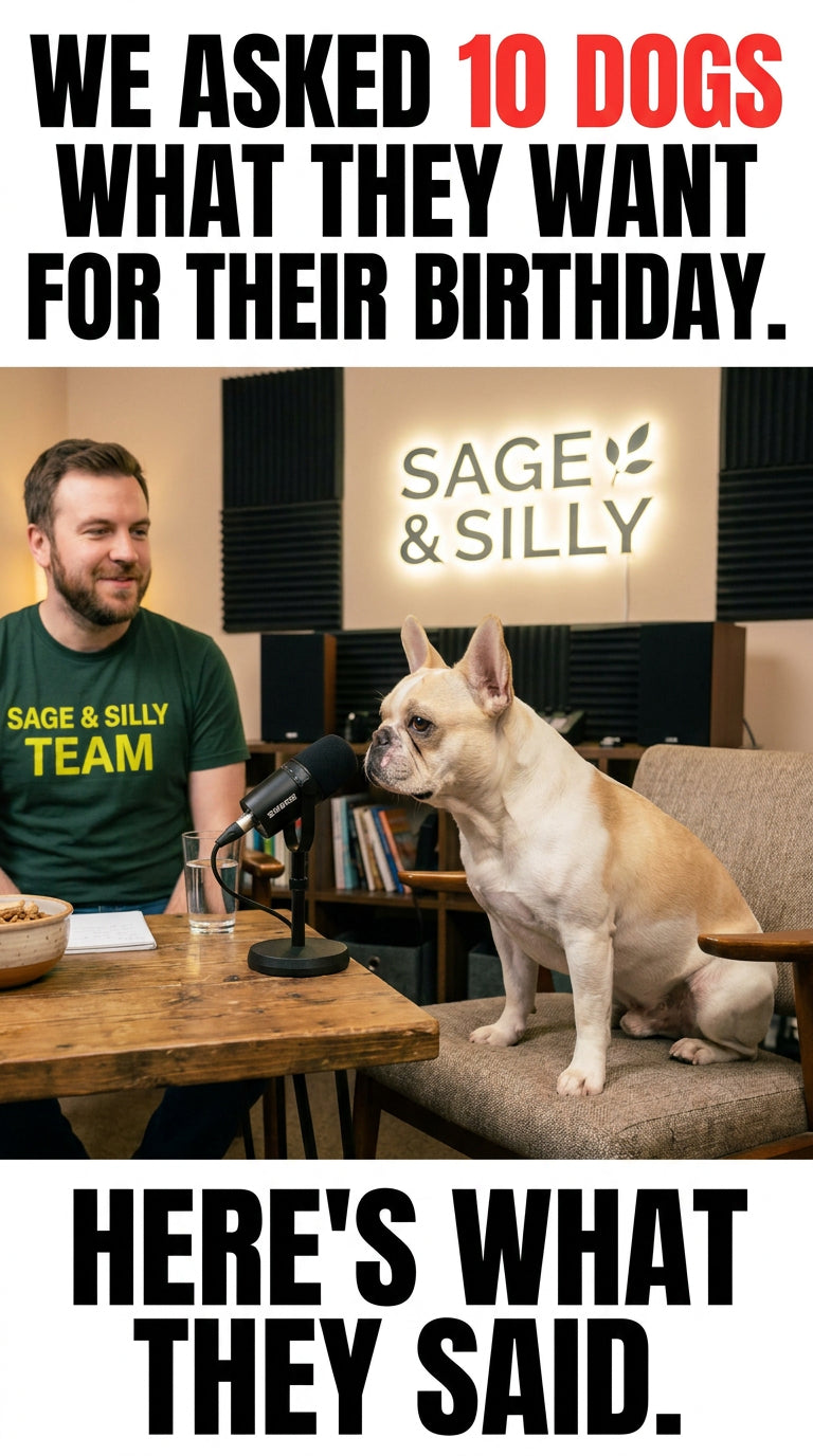 A French Bulldog sits at a podcast microphone across from a Sage & Silly team member, ready to share what dogs really want for their birthday.