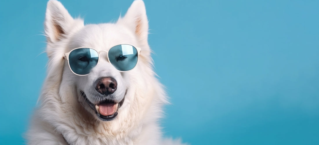 Smiling White Shepherd dog wearing blue sunglasses