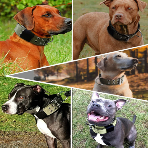 Tactical Heavy Duty Dog Collar — Military Grade Nylon