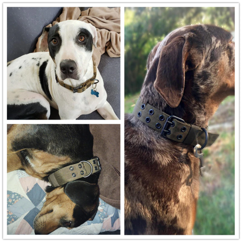 Tactical Heavy Duty Dog Collar — Military Grade Nylon