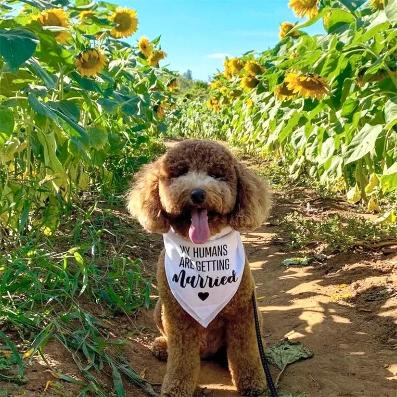 white My Humans/Our Humans Are Getting Married Dog Bandana Wedding Engagement bridal shower dog decoration Photo props gift