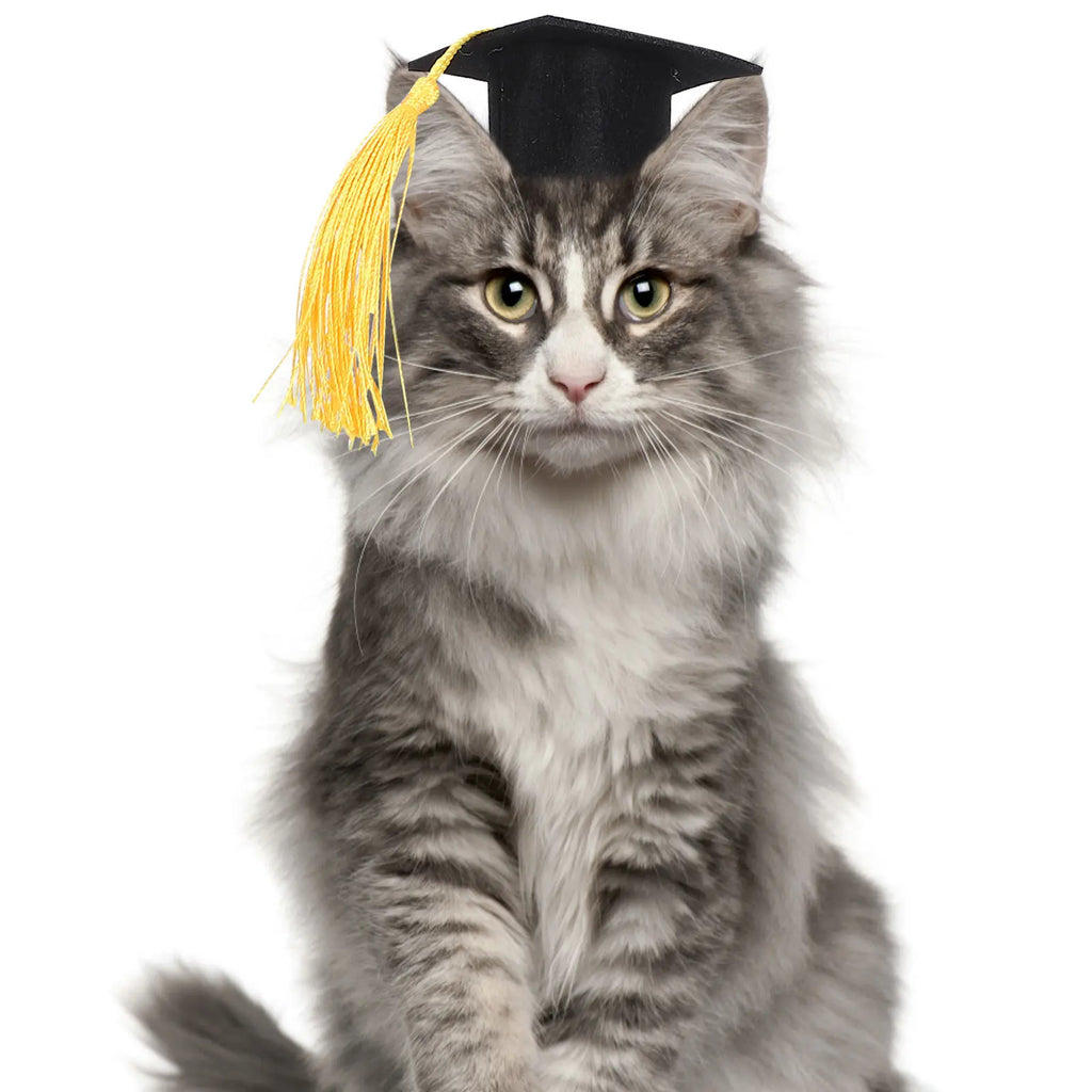 Dog & Cat Graduation Cap Headband | Funny Pet Doctor Hat for Parties & Celebrations