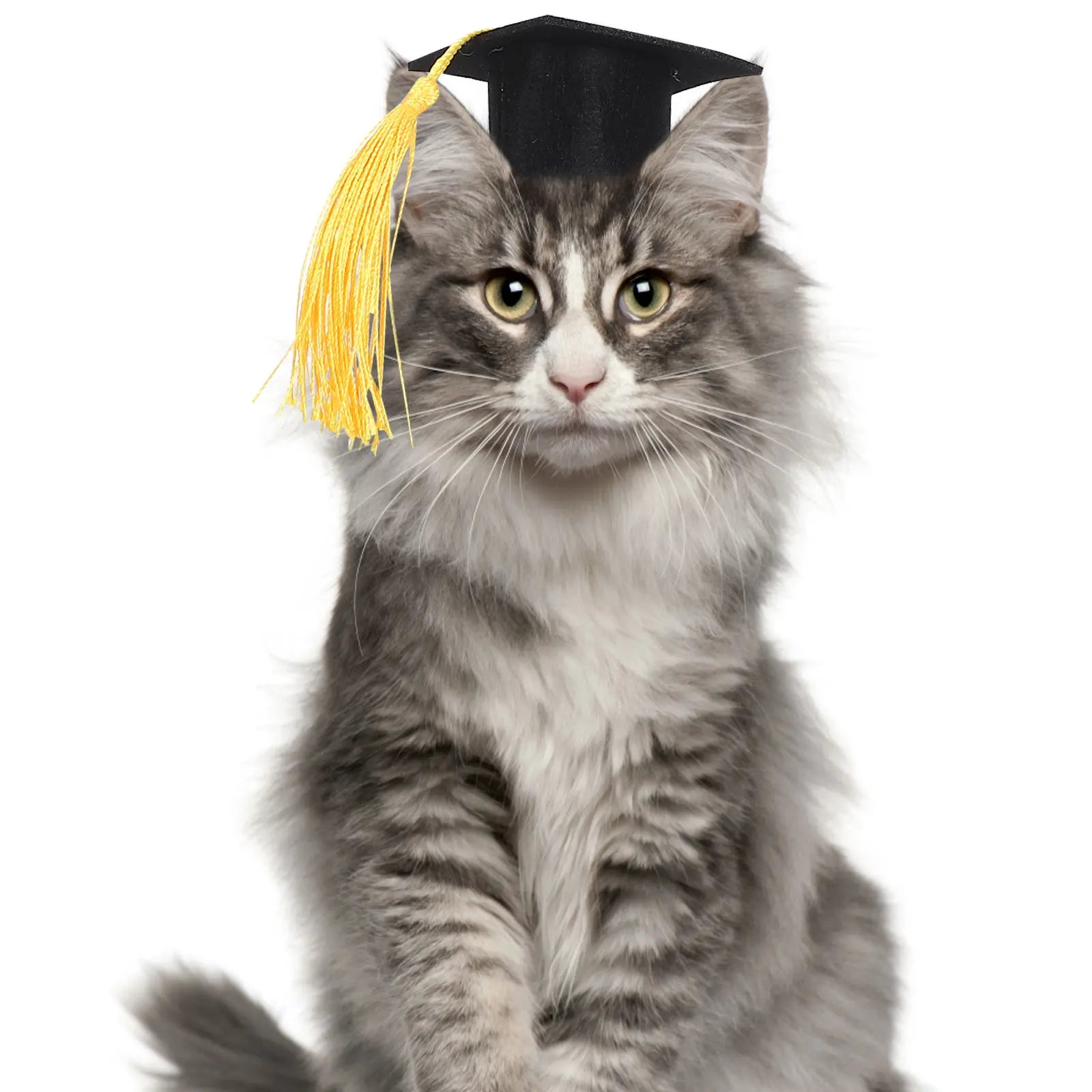Dog & Cat Graduation Cap Headband | Funny Pet Doctor Hat for Parties & Celebrations